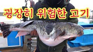 엄청나게 큰 엄청나게 위험한 고기가 잡혔다! 긴급출동 리얼깽! / We've caught a huge, extremely dangerous fish! Urgent dispatch.