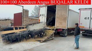 100+100 ABERDEEN ANGUS BUQALARI KELDI GULSHANBEK AKANI BUQALARI 100+100