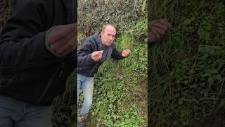 Foraging Bittercress (cardamine hirsuta) #herbs #foraging #nativeplants #adventure #explore #nature