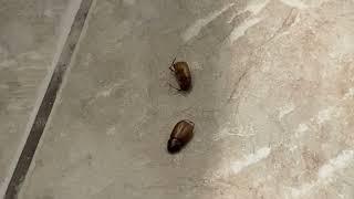 Floor Roaches