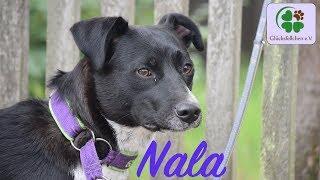 Glücksfellchen Nala, 1 Jahr alt, sucht ein Zuhause