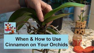 When & How to Use Cinnamon on Your Orchids - Sanitize, Cut, & Cinnamon