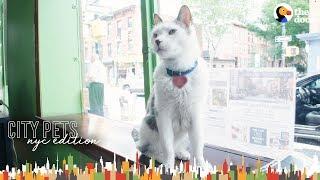 Cat Runs A Real Estate Office In Brooklyn | The Dodo City Pets