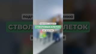 Подготовка к введению стволовых клеток. Как происходит? Читай в описании