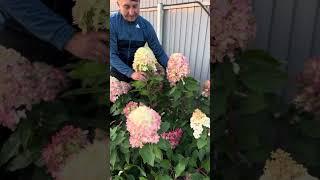 Гортензия метельчатая (Hydrangea paniculata `Graffiti`) Граффити