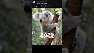 2023 Koala  vs 5000 bce Koala #viral #shorts