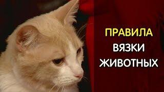 Правила вязки кошек и собак