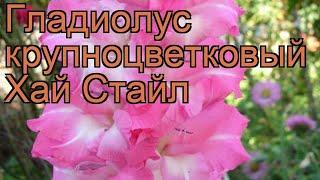 Гладиолус крупноцветковый Хай Стайл (gladiolus)  обзор: как сажать, рассада гладиолуса Хай Стайл