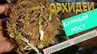 Ваши ОРХИДЕИ ПОПРУТ  !!! МОЁ уникальное СРЕДСТВО️