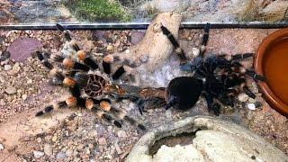 TARANTULA MOLT TIMELAPSE