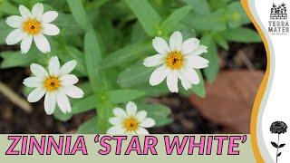 ZINNIA 'STAR WHITE': Care Guide and Tips for Stunning Blooms  (Zinnia angustifolia)