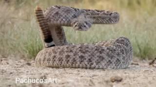 Western Diamondback Rattlesnake ready to strike