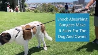 Shed Defender Bungee Leash