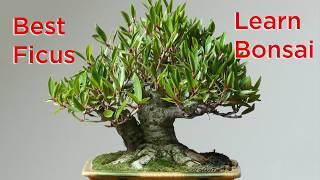 Bonsai for Beginners: Which Ficus Species is BEST?