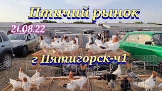 Голуби цены Птичий рынок г Пятигорск-ч1