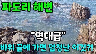 최전방 물빠진 갯바위 끝엔 상상못한 대물이 있다!