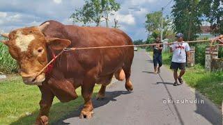 Sapi Raksasa GanduwA 1 Ton Up Keluar Kandang ‼️