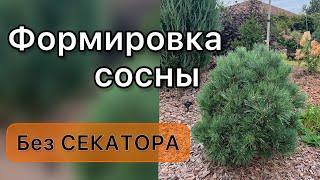 Для гениальных садовников. Обрезка без секатора.Формировка сосны Ватерери. #хвойныерастения  #сосны