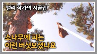 캘리 작가의 시골집 [122] 버섯 따고 난꽃 농장 구경 / 청운재 여름꽃들