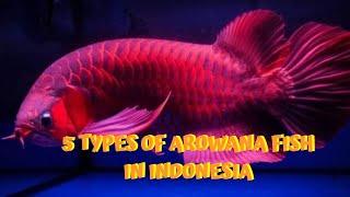 5 Types Arowana fish in Indonesia