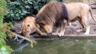 Lion catching bird - Artis Zoo in Amsterdam