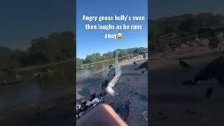 Angry goose bully’s swan then laughs as he runs away  | #shorts #swan #angrygoose #funny #nature