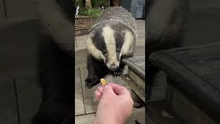 Hand feeding a wild badger is incredible, thank you Mr Lumpy ️