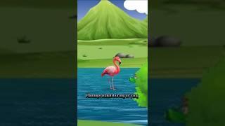 Flamingos and Their Habitat#shortvideo #shorts #short