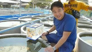 Award Winning T-yai Lumlukka Goldfish Farm Tour Thailand (English Version)