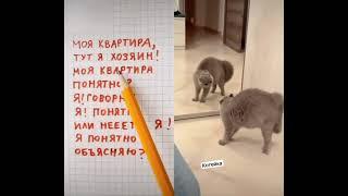 Это моя квартира  #шортс #прикол #юмор #кот #квартира