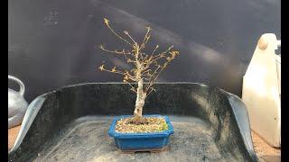 How to Repot a Japanese Trident Maple March 2025