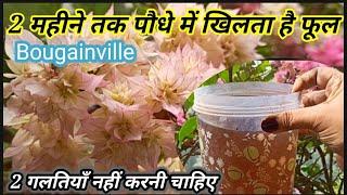 Organic fertilizer for flowering |  Bougainvillea plant care during flowering | Get maximum flowers