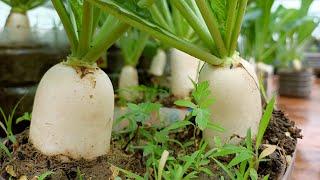 How to grow White Icicle Radish on the terrace, big and long