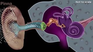 Human ear - structure & working | Sound | Physics | Khan Academy