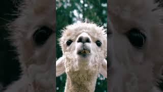 Who, me? A llama staring at the camera