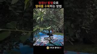 엄청난 발명으로 열매를 수확하는 방법