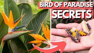 5 Bird of Paradise Secrets | Flower and Grow Seeds Indoors