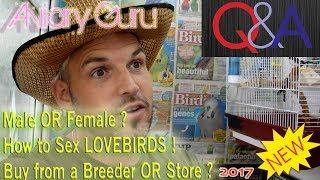 Watch This Before Buying A Lovebird - Q&A - 2017 ! Love bird Buying Advice !