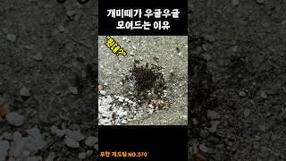 개미떼가 우글우글 모여드는 이유 #SHORTS