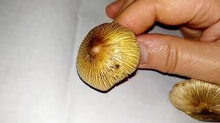 ВОЛОКОННИЦА ВОЛОКНИСТАЯ(трещиноватая). Inocybe rimosa(fastigiata).Яд на ножке.