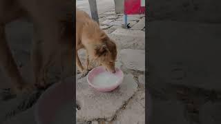 Feeding Stray Dogs | #shorts | Dogs | Mumbai | Sangeeta Choudhary Vlogs