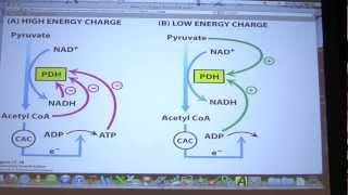 #29 Biochemistry Citric Acid Cycle II Lecture for Kevin Ahern's BB 451/551