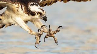 Amazing Osprey Photography -  Wildlife Photography with the Sony A1 600f4