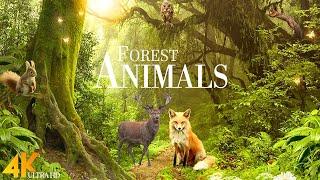 Forest Wild Animals 4k - Meditation Relaxing Music | Nature Soundscapes | Scenic Relaxation Film