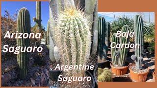 How to Distinguish Saguaro, Terscheckii, and Cardon Columnar Cactus