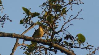 Early birds and hares, birdsong all around us