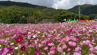 2024/10/15　超絶景です！　第40回コスモスまつり　宮の前公園　〜高知県越知町〜