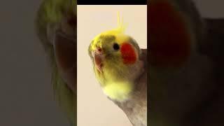 What are you Looking at? 