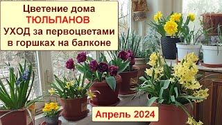 Тюльпаны дома в горшках на балконе. Гиацинты и нарциссы. Цветение и уход. Апрель 2024