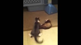 Kitty n ferret wrasslin